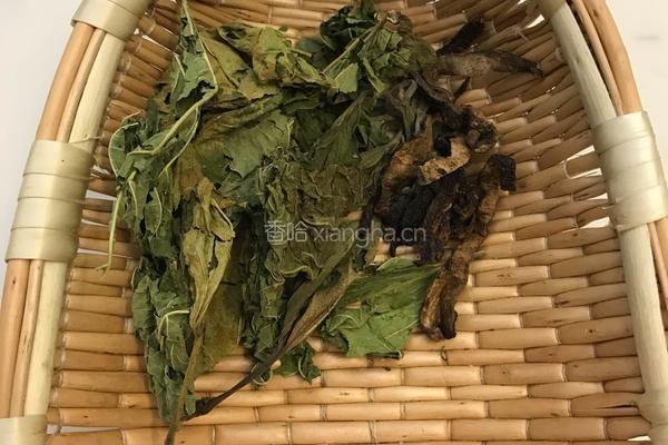 春分桑叶茶的做法图解1