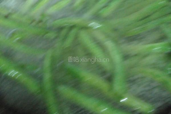 猪肉粒炖地芸豆的做法图解9