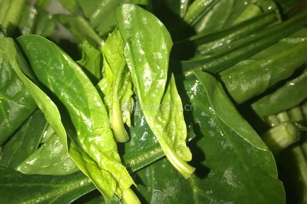 菠菜烂锅面的做法图解2
