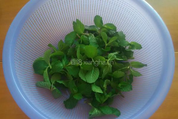 野葱薄荷拌折耳根的做法图解2