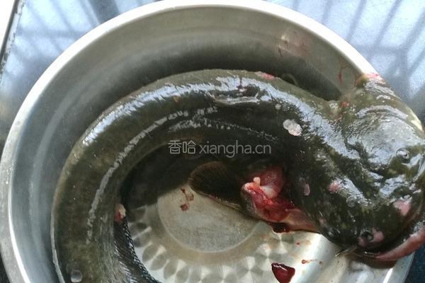 红烧鲶鱼的做法图解1
