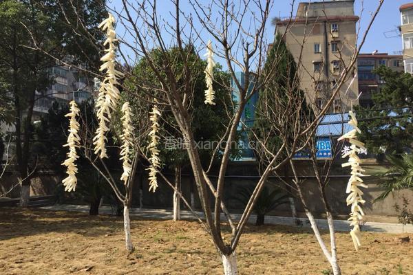 自制甜（五香）萝卜的做法图解2
