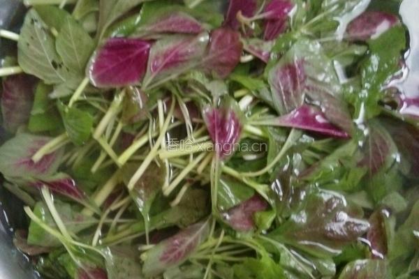 蒜粒红苋菜的做法图解2