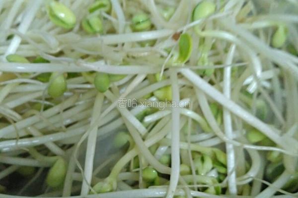 肉丝豆芽菜的做法图解9