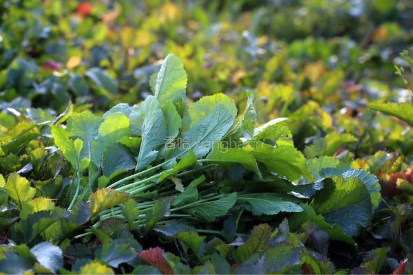 野菜花鱼的做法图解1