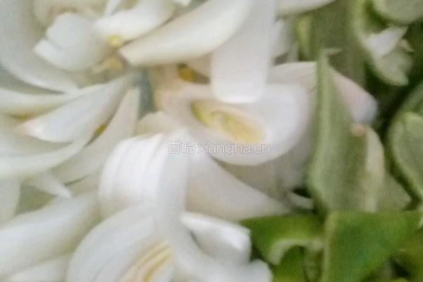 香菇圆葱烧肉片的做法图解3