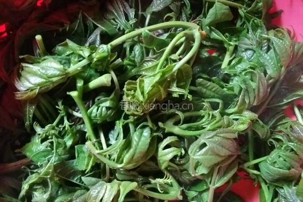 春树牙蛋饺的做法图解2