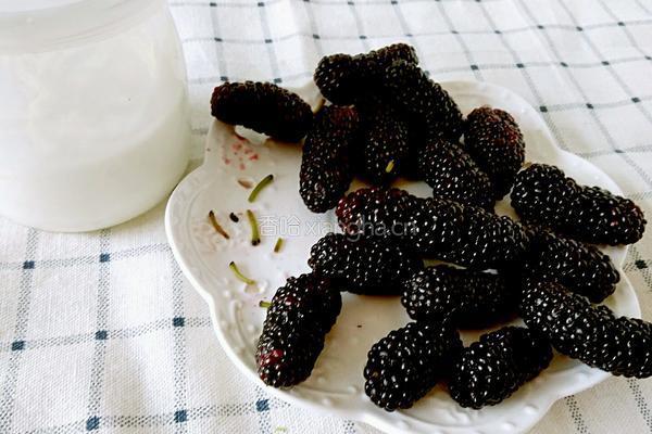 桑椹酸奶的做法图解2