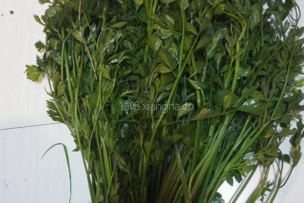 素炒水芹菜的做法图解1