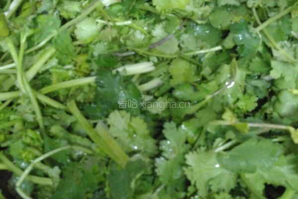 花生牛肉焖香菜的做法图解10