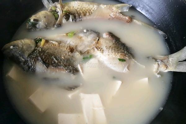 鲫鱼豆腐汤的做法图解7