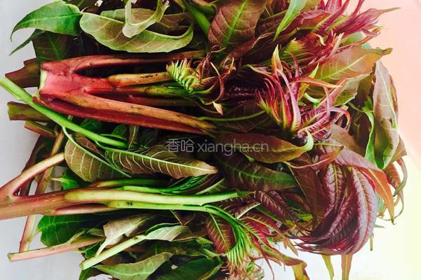 香椿肉末炒土豆泥的做法图解1