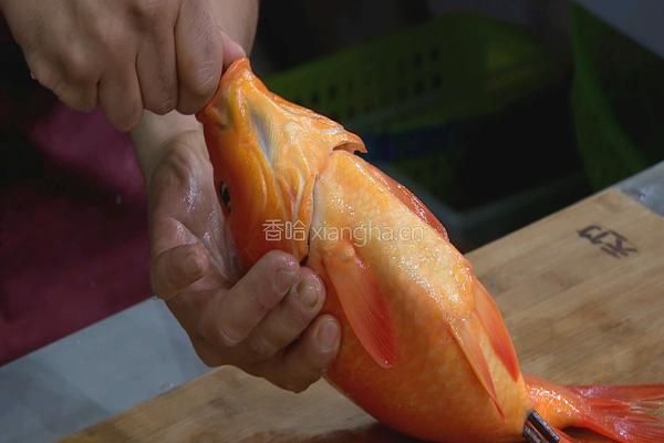 荷包红鲤鱼 CCTV7食尚大转盘的做法图解3