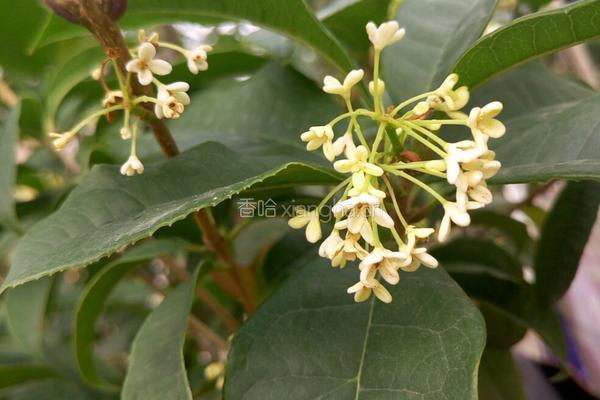 糖桂花的做法图解1