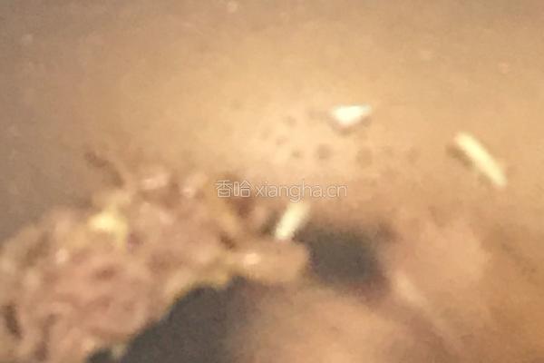 蒜苔炒猪颈肉的做法图解4