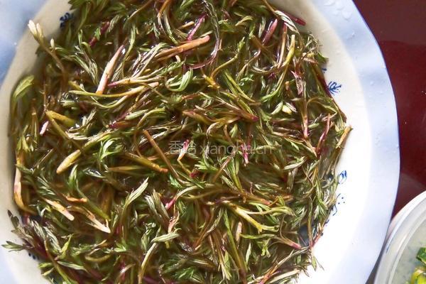 柳蒿芽蘸酱的做法图解1