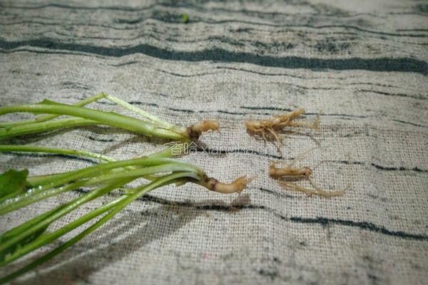 荠菜花煮鸡蛋的做法图解5