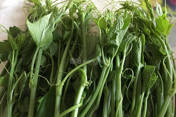 炝炒土耳瓜尖的做法图解1