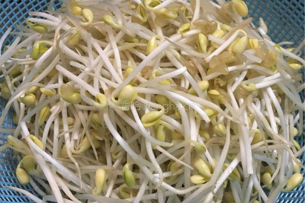 素炒豆芽菜的做法图解1