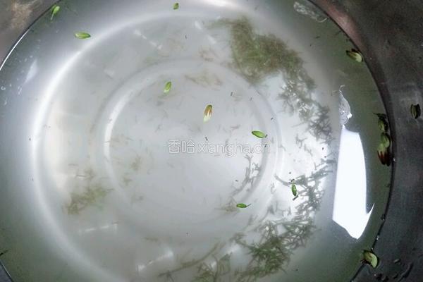蒸槐花的做法图解5