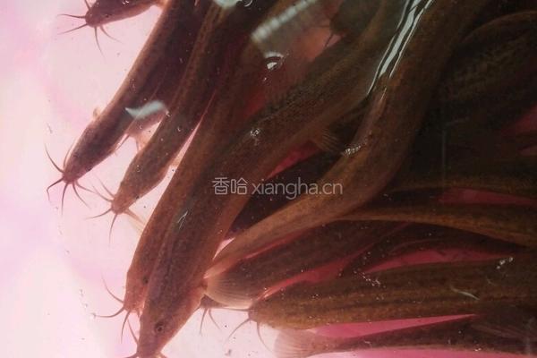 香辣干煸泥鳅的做法图解2