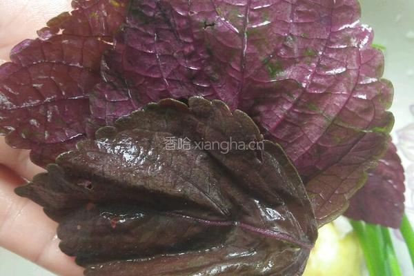 香辣干煸泥鳅的做法图解4