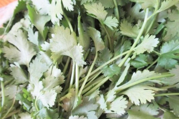 保存香菜方法的做法图解1