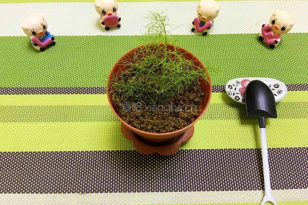 自制海苔味肉松的做法图解12