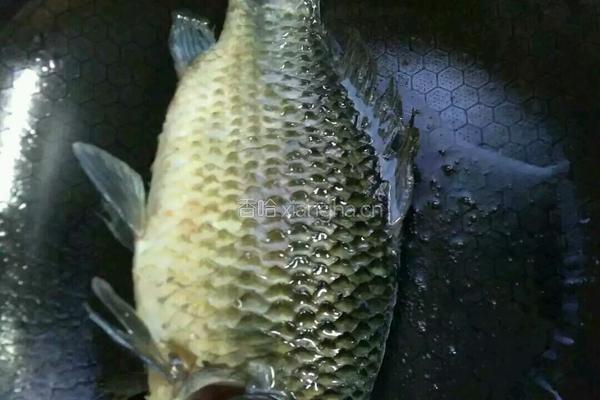 鲫鱼汤的做法图解3