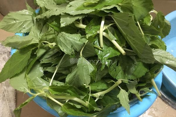 豆酱炒麻叶的做法图解1