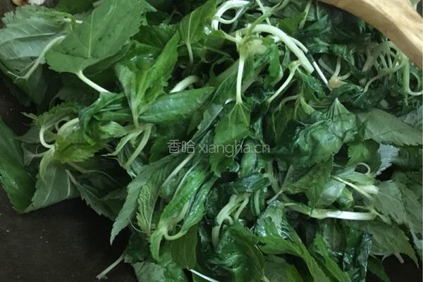 豆酱炒麻叶的做法图解7