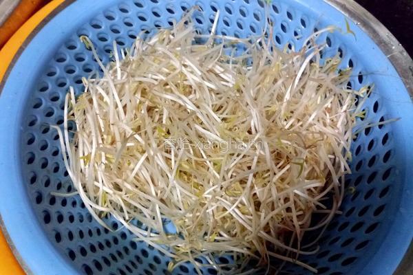 炝炒绿豆芽的做法图解1