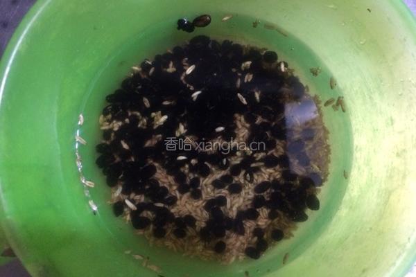 黑豆小麦旱莲草生鱼汤的做法图解4