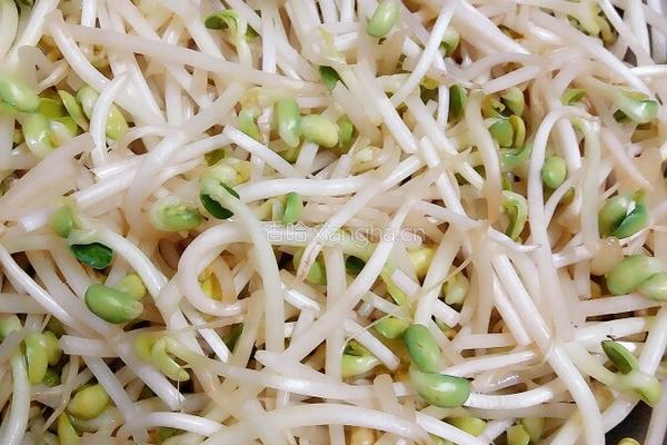 韭菜炒黄豆芽的做法图解1