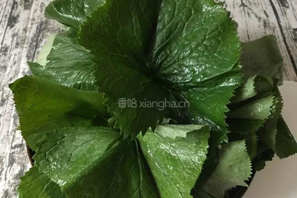 凉拌马蹄叶的做法图解1