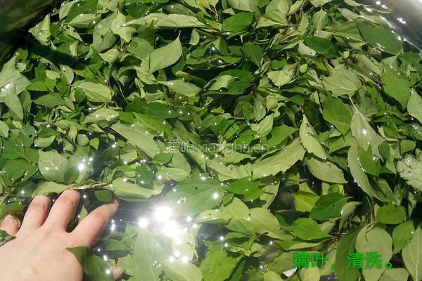绿豆腐（柴豆腐）的做法图解2