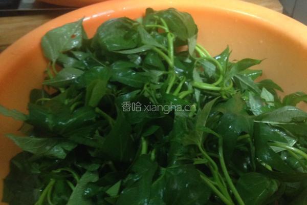 炒红薯芽叶的做法图解1