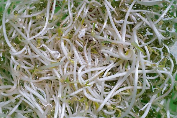豆芽炒韭菜的做法图解1