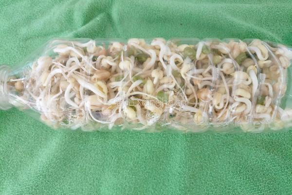 饮料瓶生绿豆芽的做法图解8