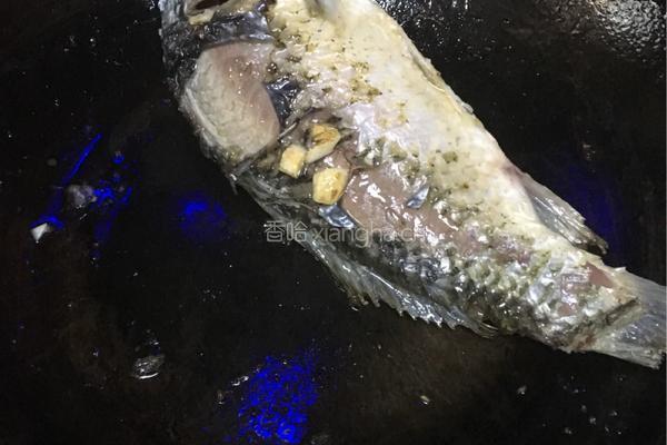 鲫鱼枸杞叶豆腐汤的做法图解4