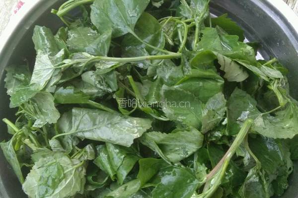 想吃凉拌野菜的做法图解1