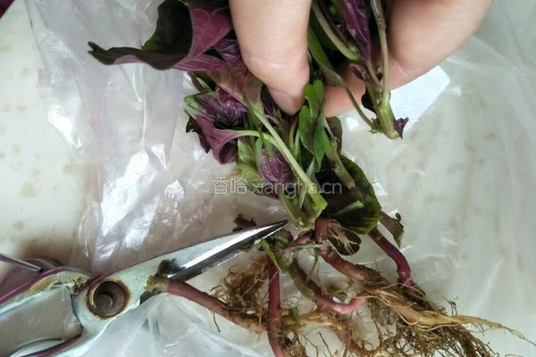 蒜香红苋菜的做法图解1