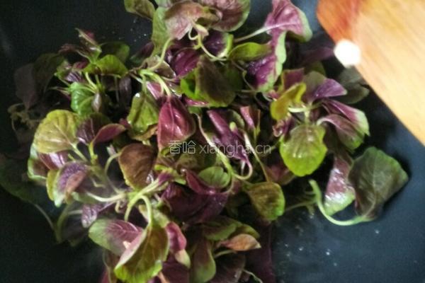 蒜香红苋菜的做法图解6