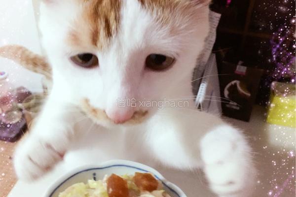 猫饭－盛夏沙拉（适用于猫咪）的做法图解4