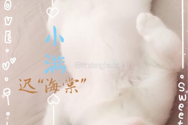 猫饭－盛夏沙拉（适用于猫咪）的做法图解5