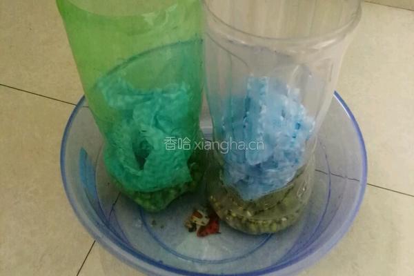 自发绿豆芽的做法图解2