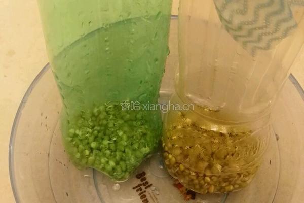 自发绿豆芽的做法图解4