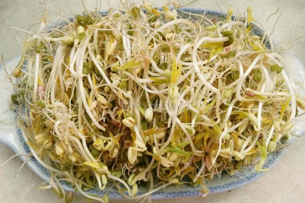 自发绿豆芽的做法图解6