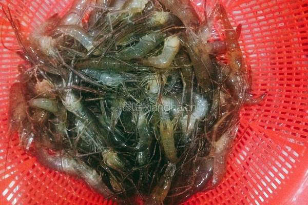 油爆河虾的做法图解2