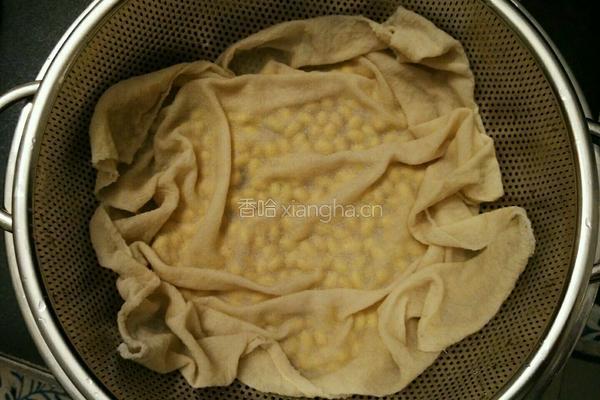 自发黄豆芽的做法图解6